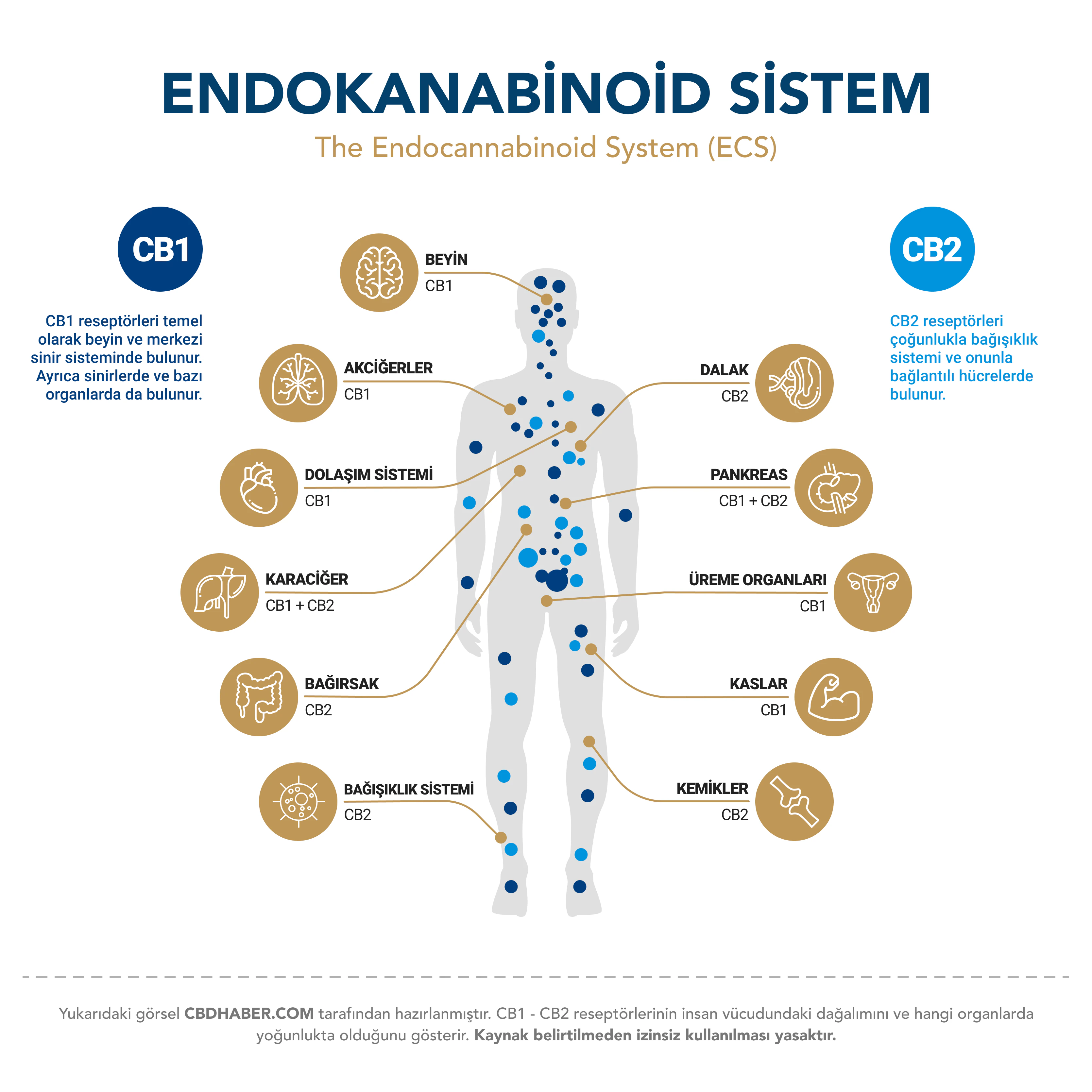 CBDHaber endocannabinoid system infographic.