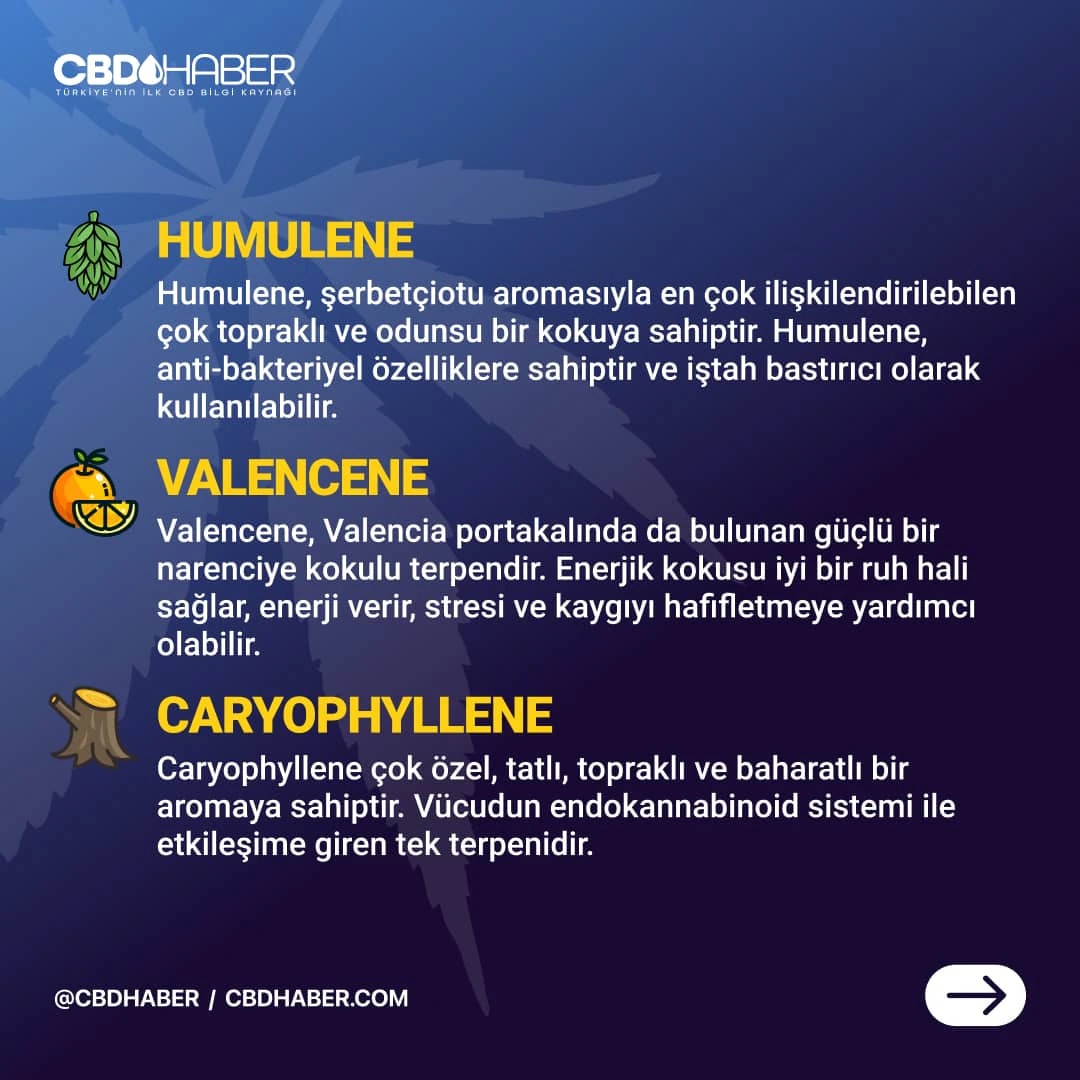 CBDHaber Instagram carousel post 8.
