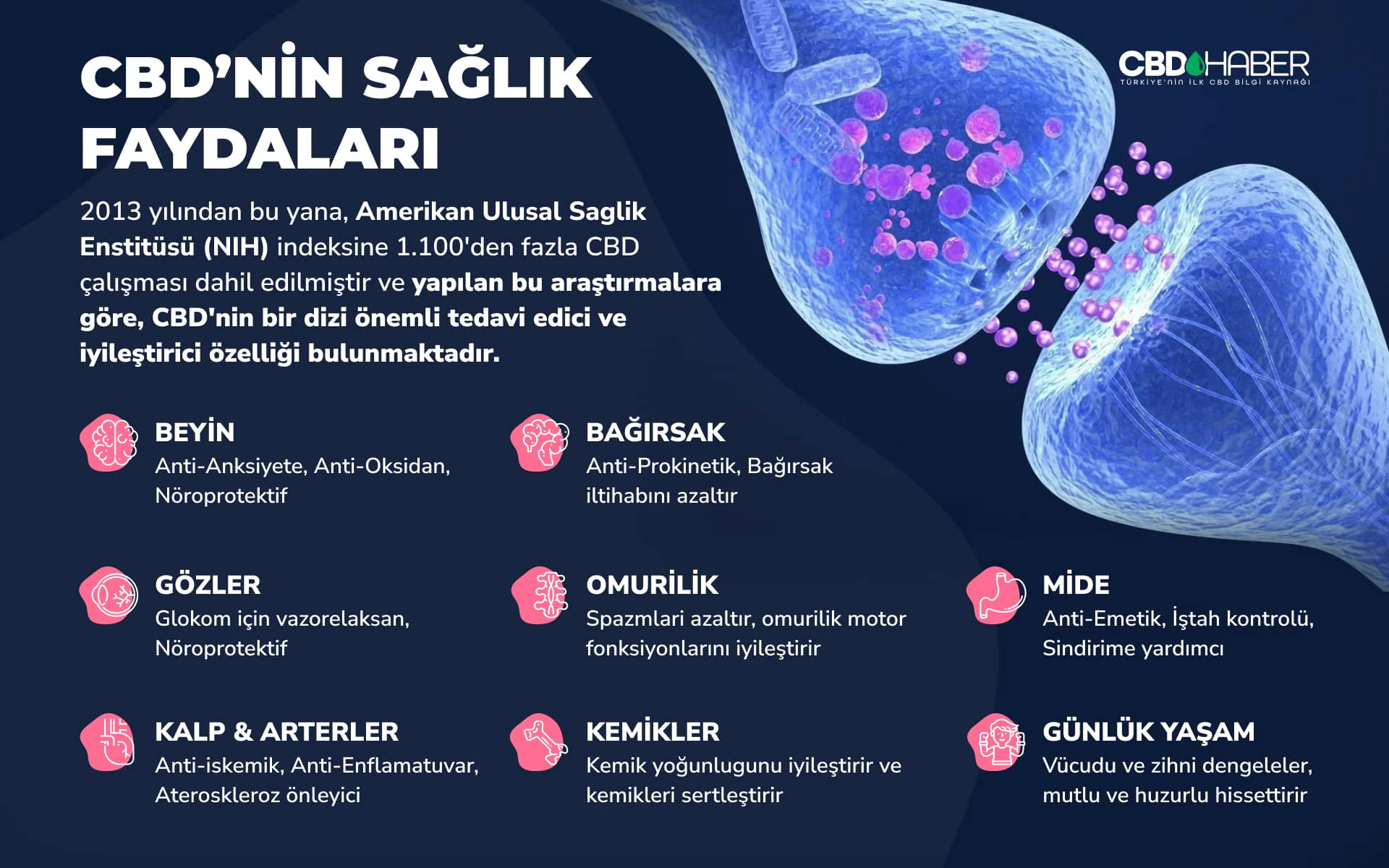 CBDHaber visual pitch 2.